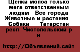 Щенки мопса только мега-ответственным людям - Все города Животные и растения » Собаки   . Татарстан респ.,Чистопольский р-н